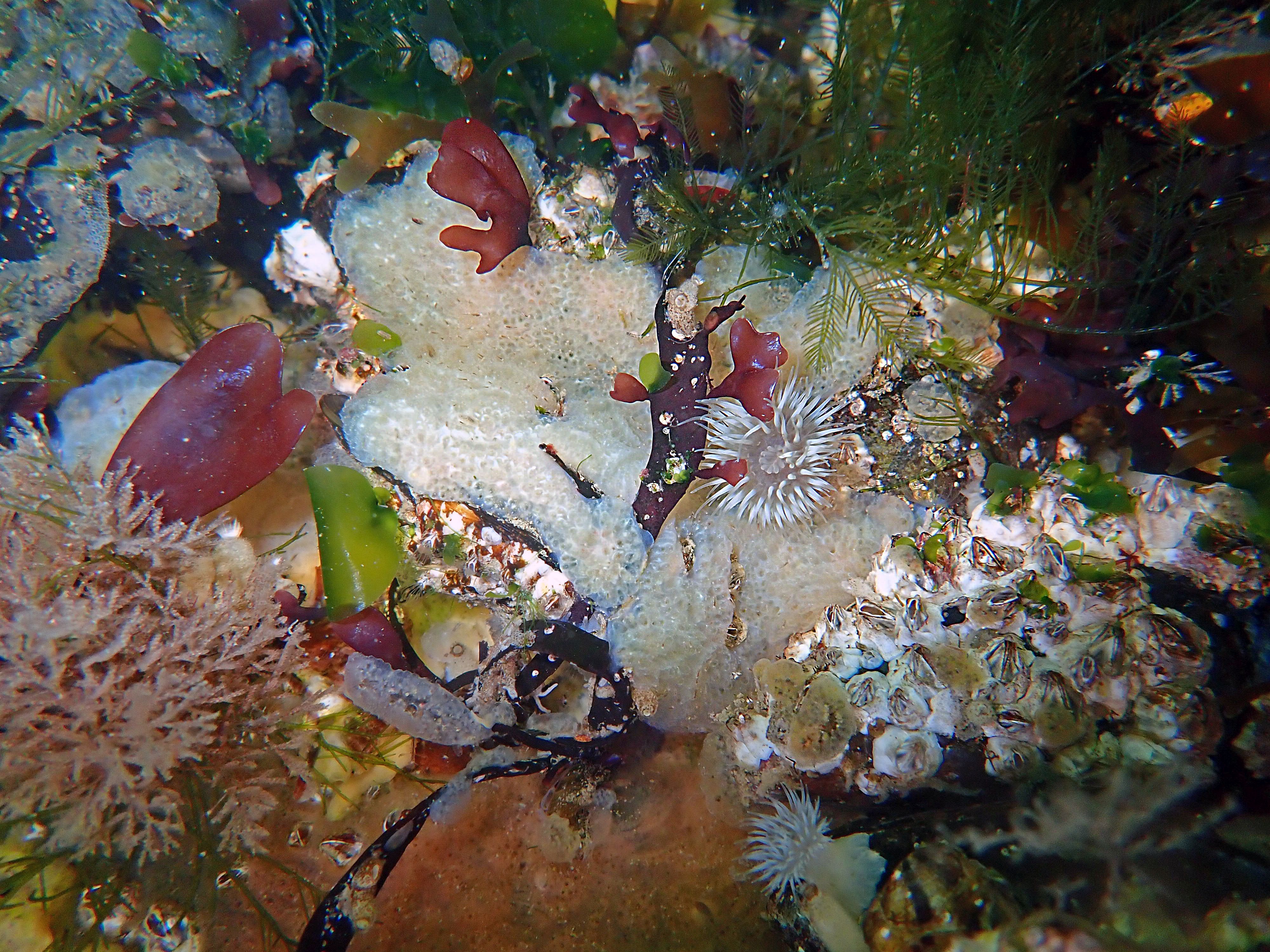 Aplidium glabrum (door Adriaan Gmelig Meyling)