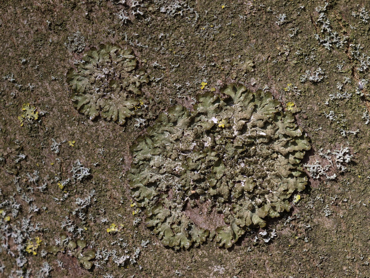 Melanelixia glabratula (door Joey Bom)