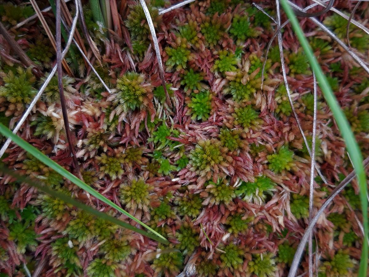 Sphagnum subnitens (door Maarten Langbroek)