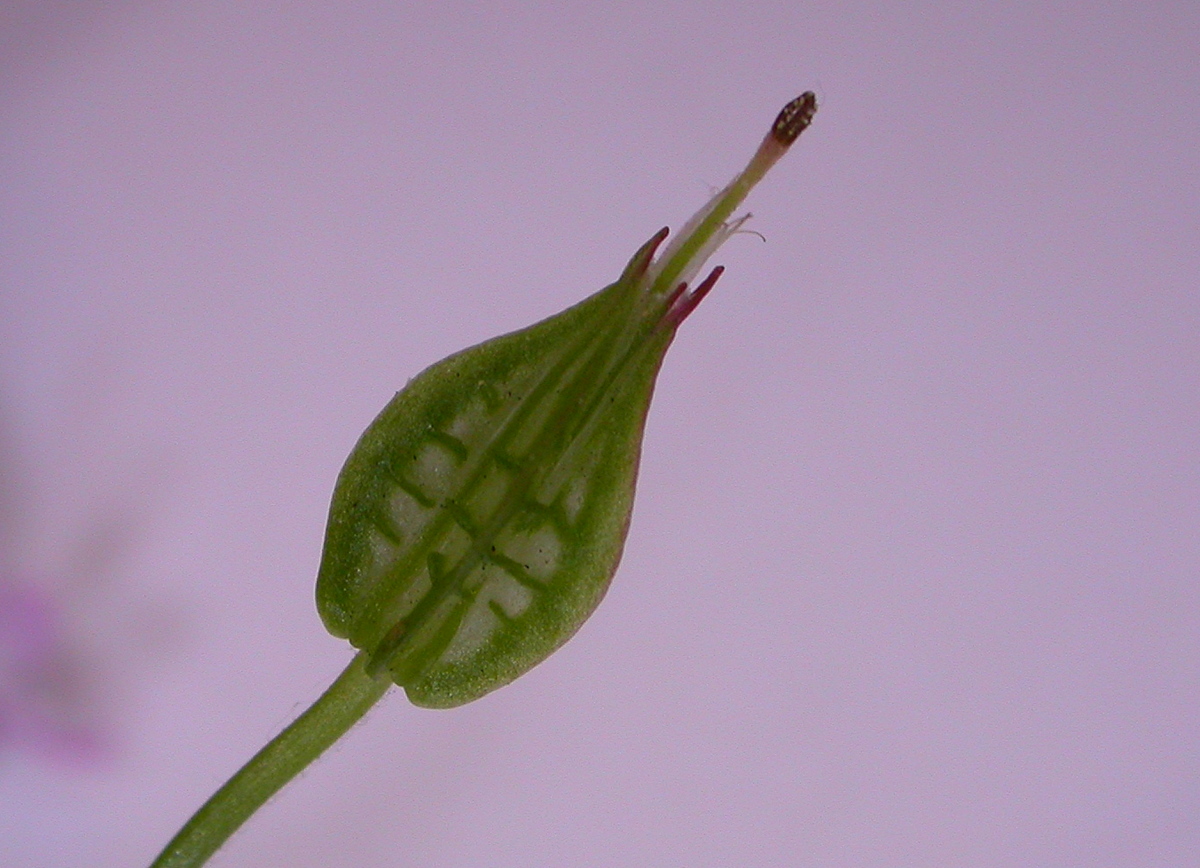 Geranium lucidum (door Peter Meininger)