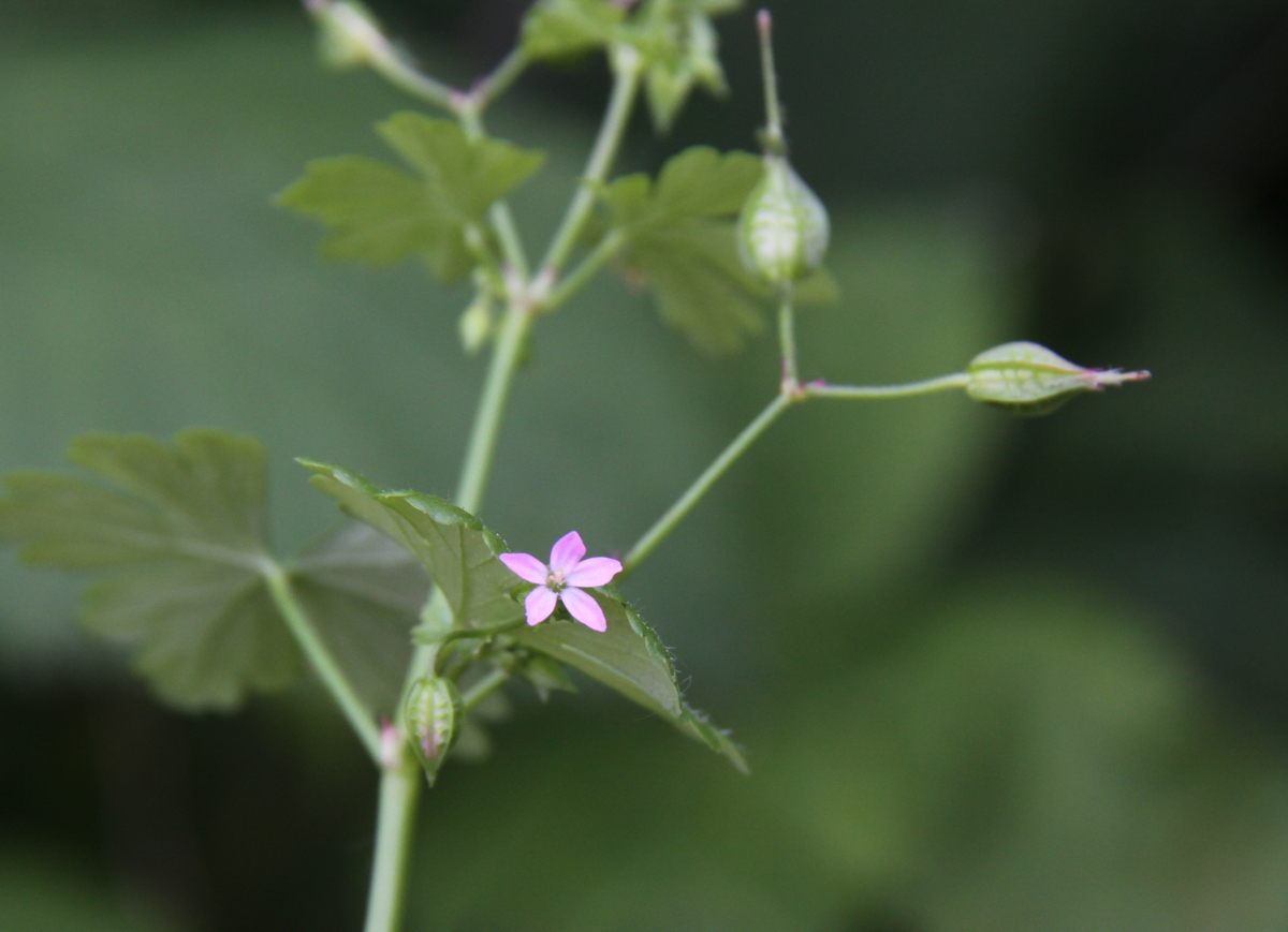 Geranium lucidum (door Peter Meininger)