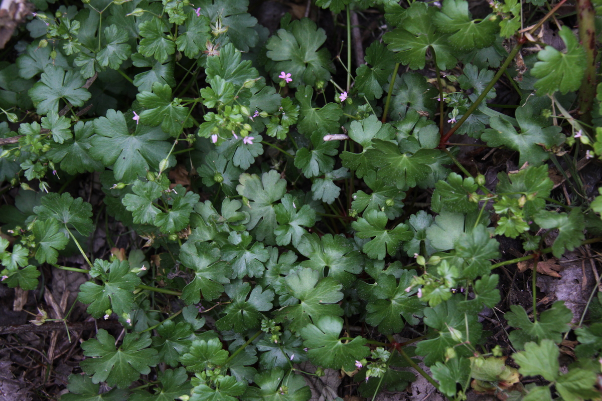 Geranium lucidum (door Peter Meininger)