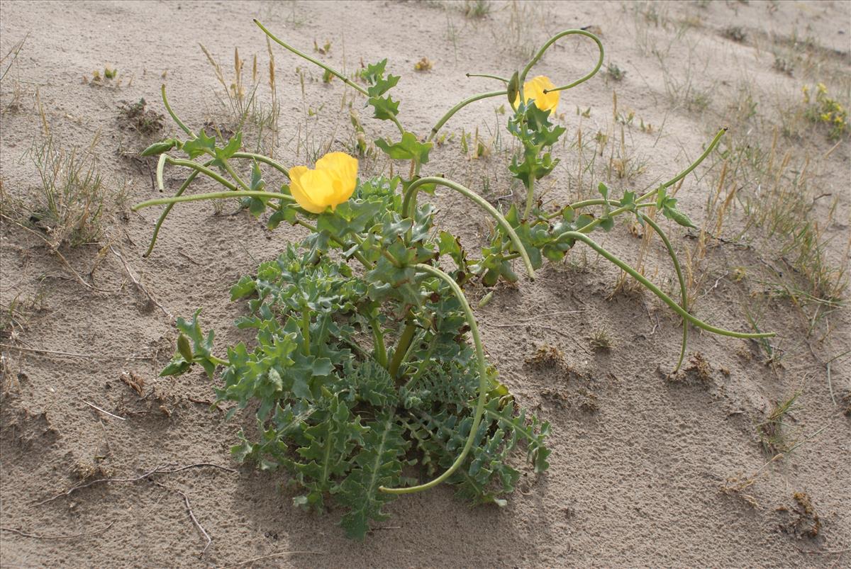 Glaucium flavum (door Adrie van Heerden)