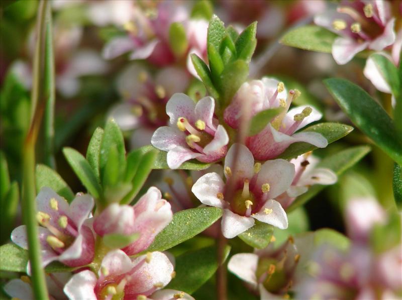 Glaux maritima (door Adrie van Heerden)