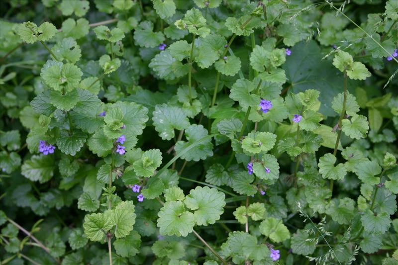 Glechoma hederacea (door Niels Jeurink)