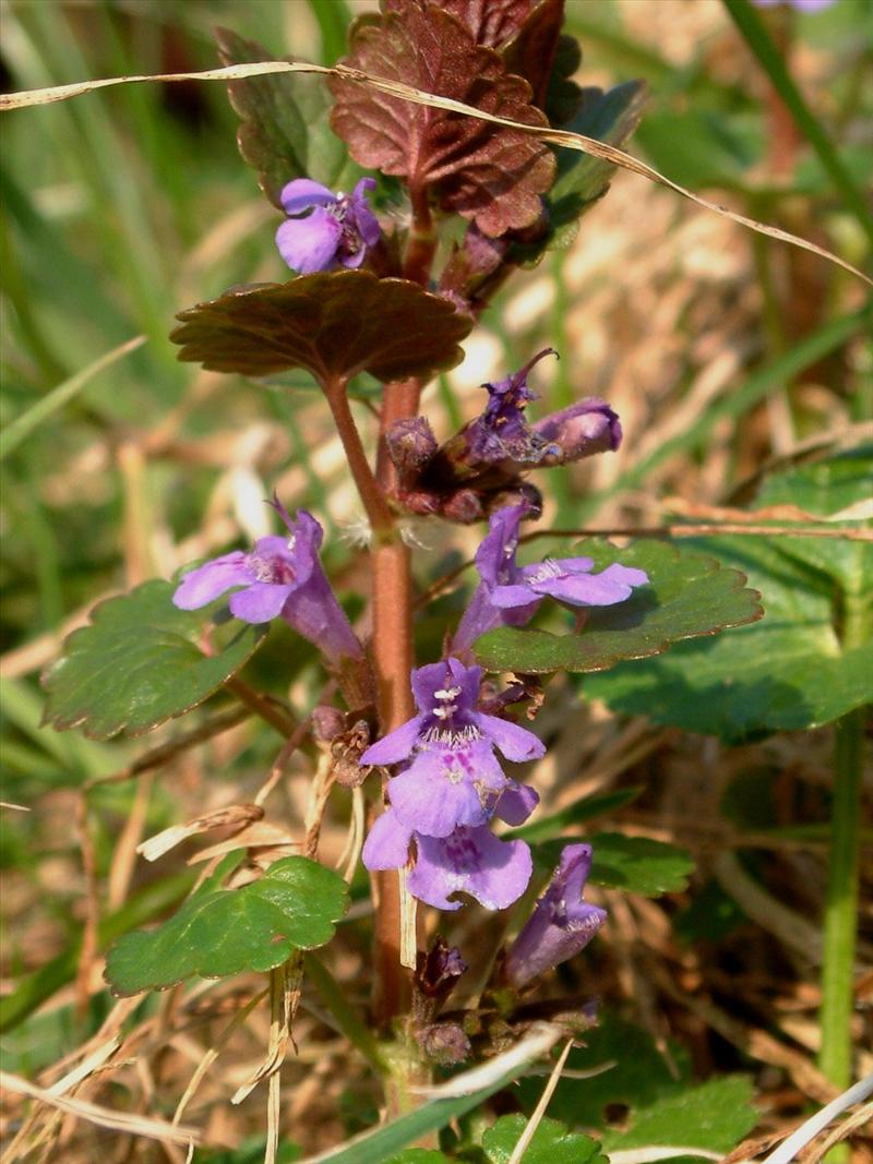 Glechoma hederacea (door Adrie van Heerden)