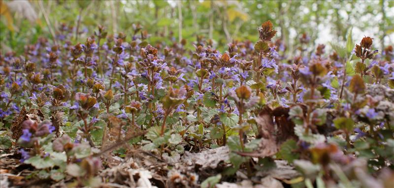 Glechoma hederacea (door Adrie van Heerden)