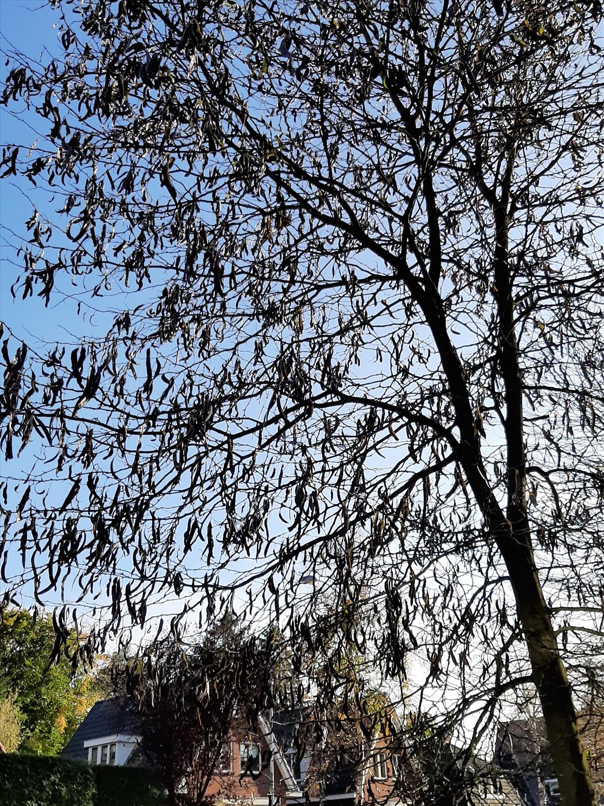 Gleditsia triacanthos (door Ruud Beringen)