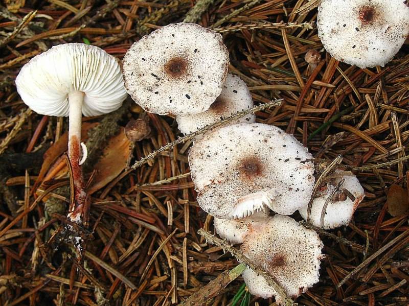 Leucoagaricus georginae (door Martijn Oud)