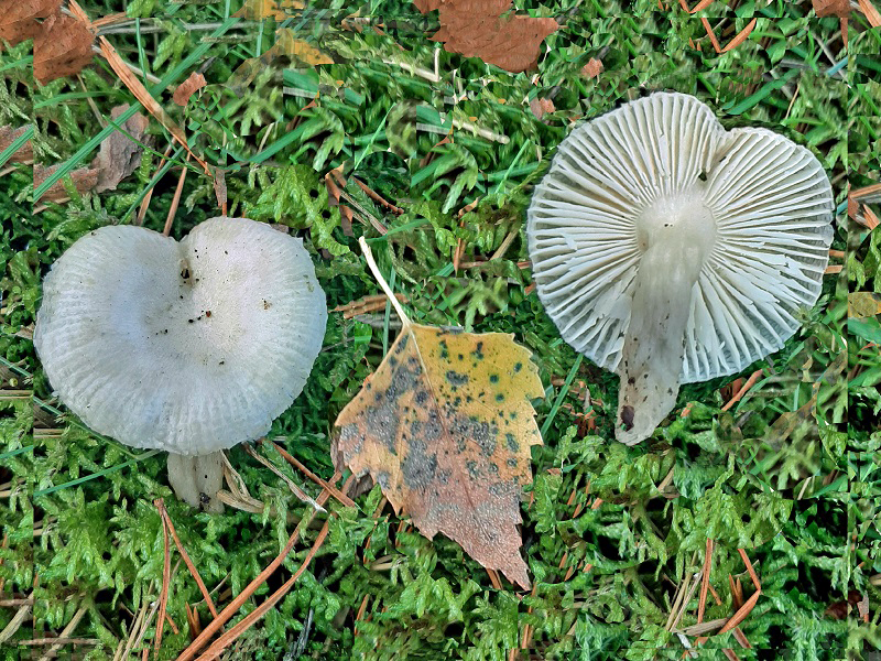 Hygrocybe irrigata (door Jaap Wisman)