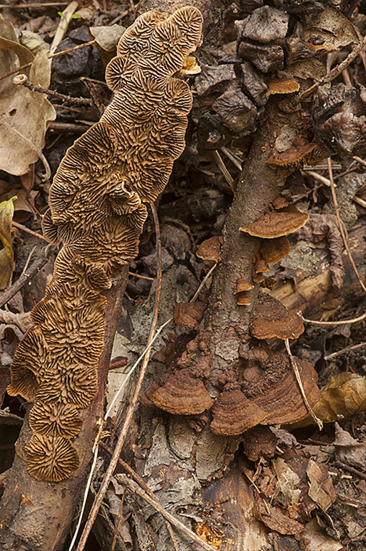 Gloeophyllum abietinum (door Nico Dam)