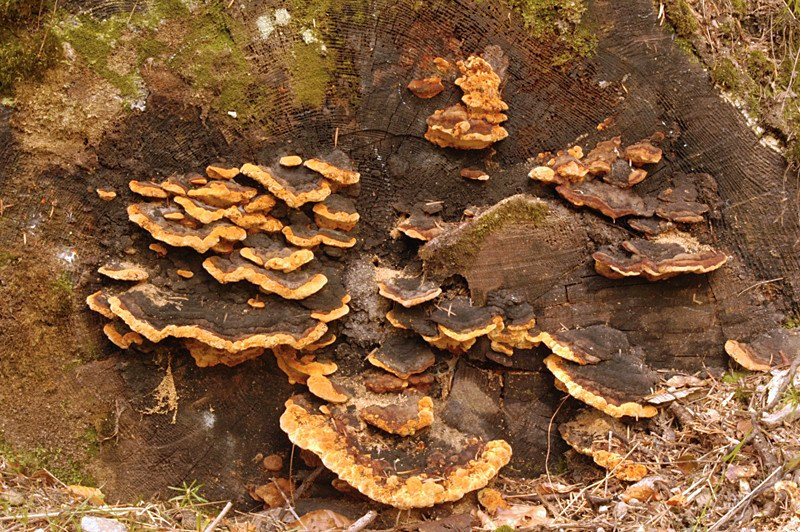 Osmoporus odoratus (door Nico Dam)