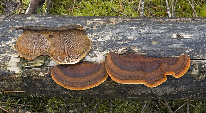 Gloeophyllum sepiarium (door Nico Dam)