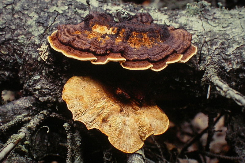 Gloeophyllum sepiarium (door Aldert Gutter)