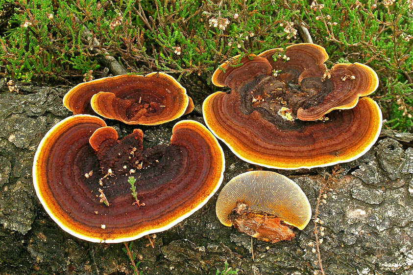 Gloeophyllum sepiarium (door Henk Huijser)