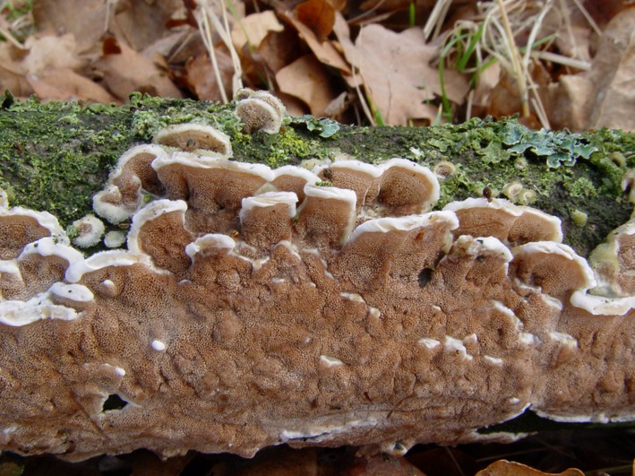 Gloeoporus dichrous (door Wim Appelhof)