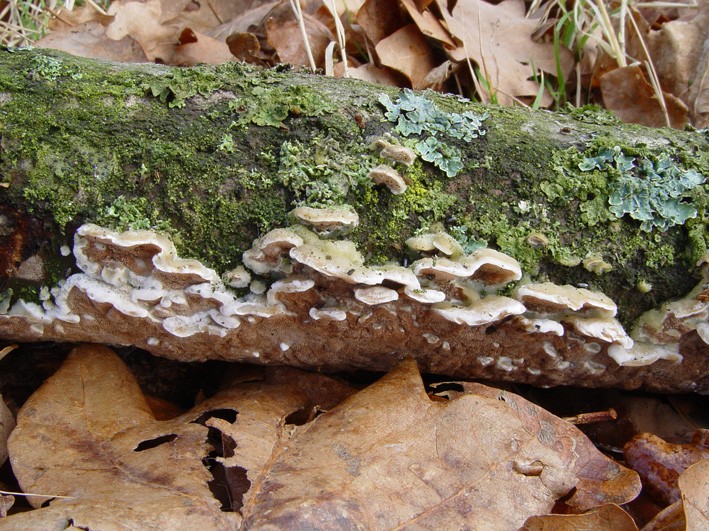 Gloeoporus dichrous (door Wim Appelhof)