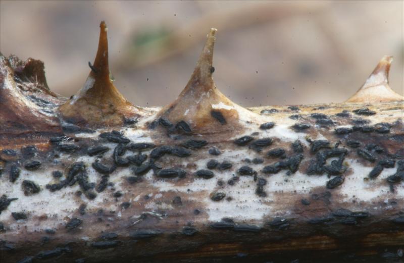 Gloniopsis praelonga (door Henk Remijn)