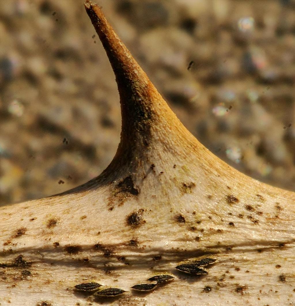Gloniopsis praelonga (door Henk Remijn)