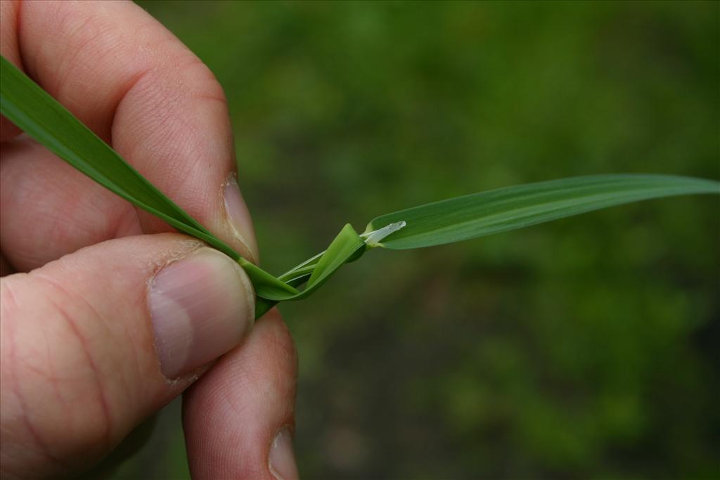 Glyceria declinata (door Niels Jeurink)