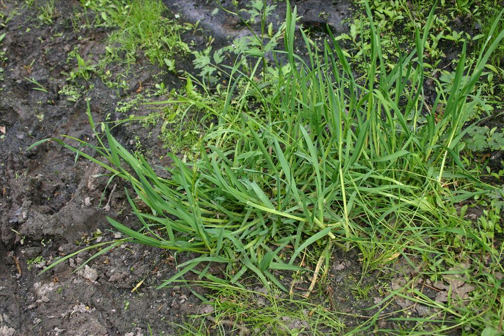 Glyceria declinata (door Niels Jeurink)