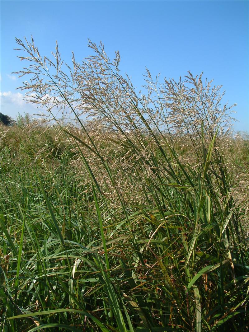 Glyceria maxima (door Adrie van Heerden)