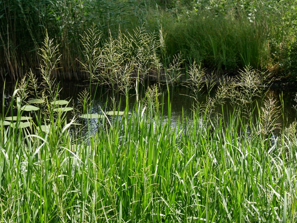 Glyceria maxima (door Wim van der Neut)