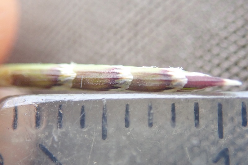 Glyceria notata (door Tim van de Vondervoort)