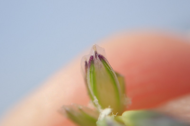 Glyceria notata (door Tim van de Vondervoort)