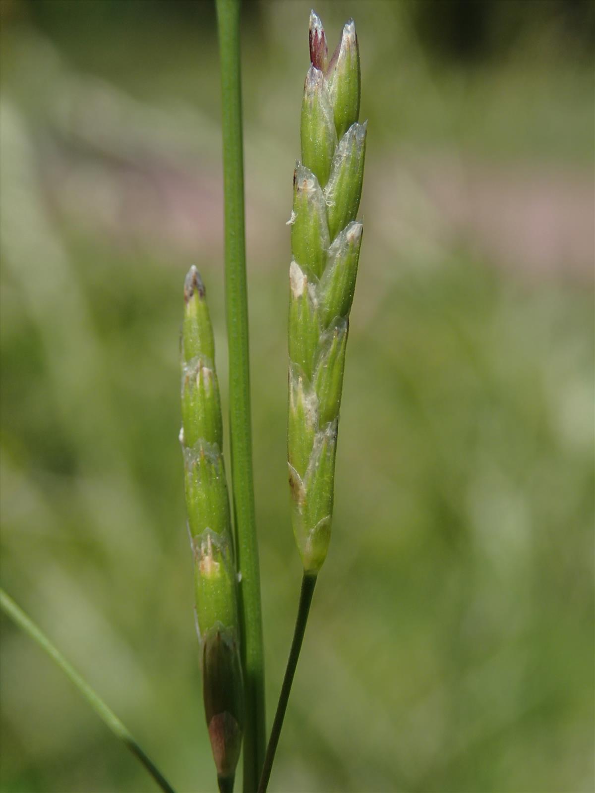 Glyceria notata (door Adrie van Heerden)