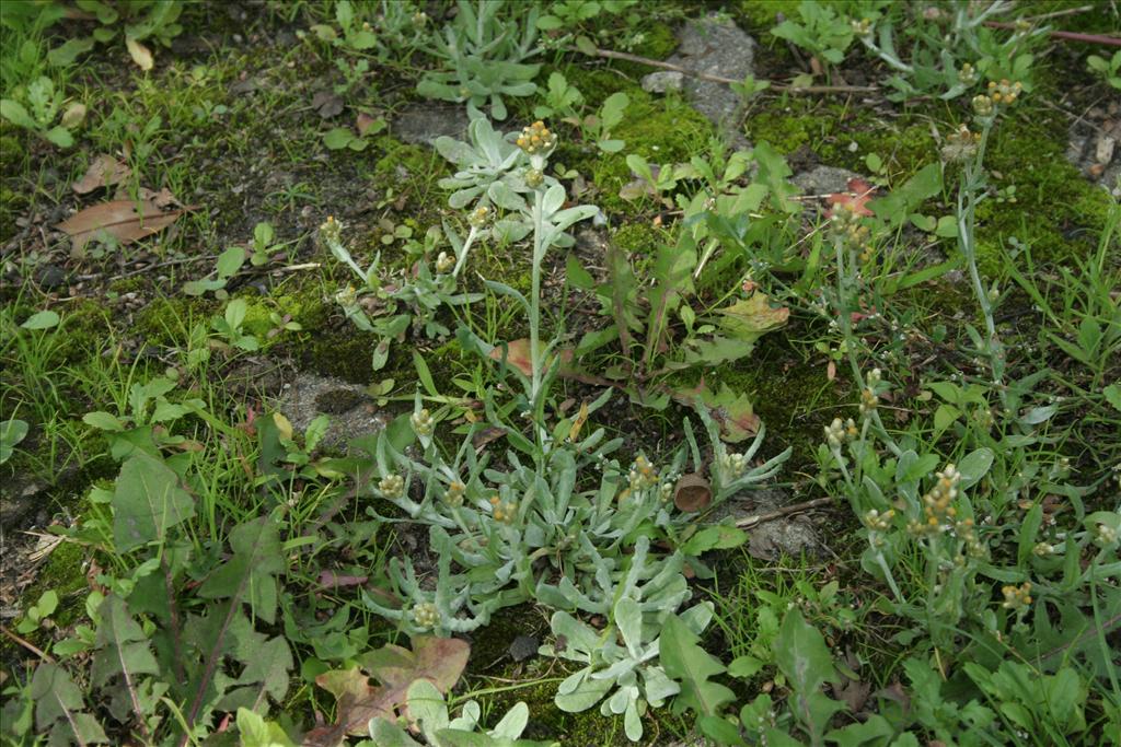 Pseudognaphalium luteoalbum (door Pieter Stolwijk)