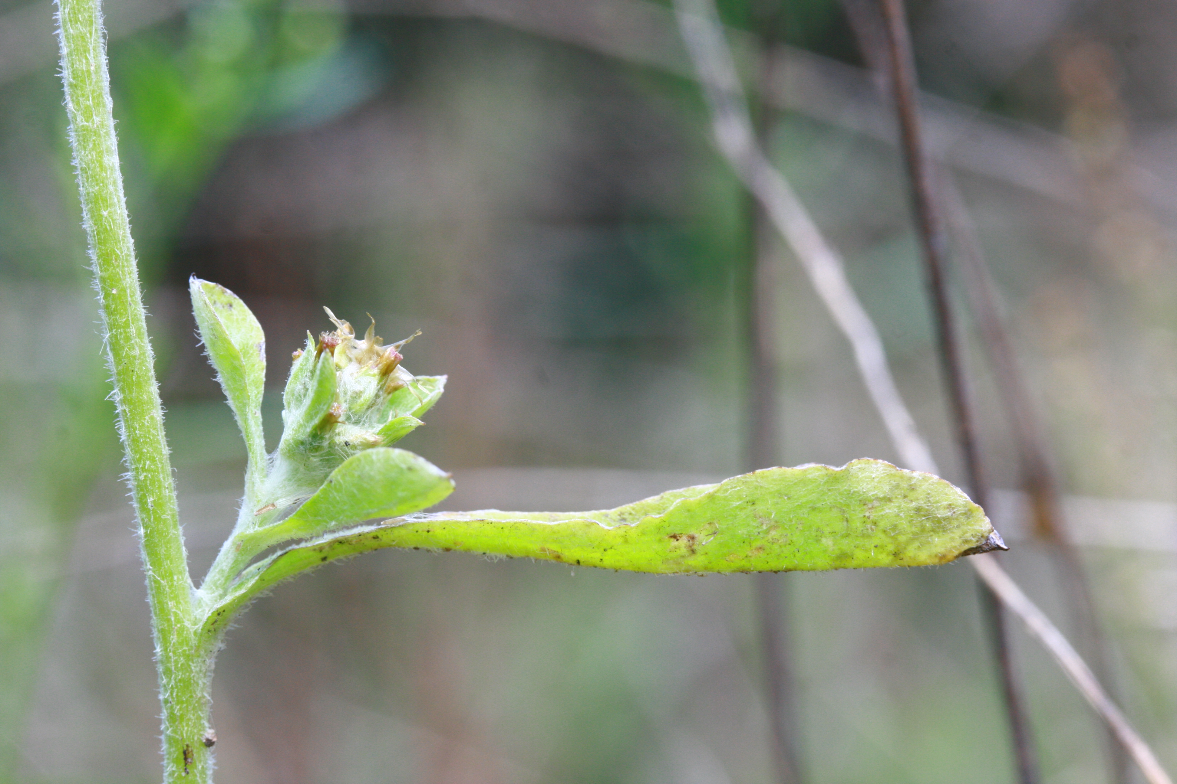 Gamochaeta pensylvanica (door Lieuwe Haanstra)