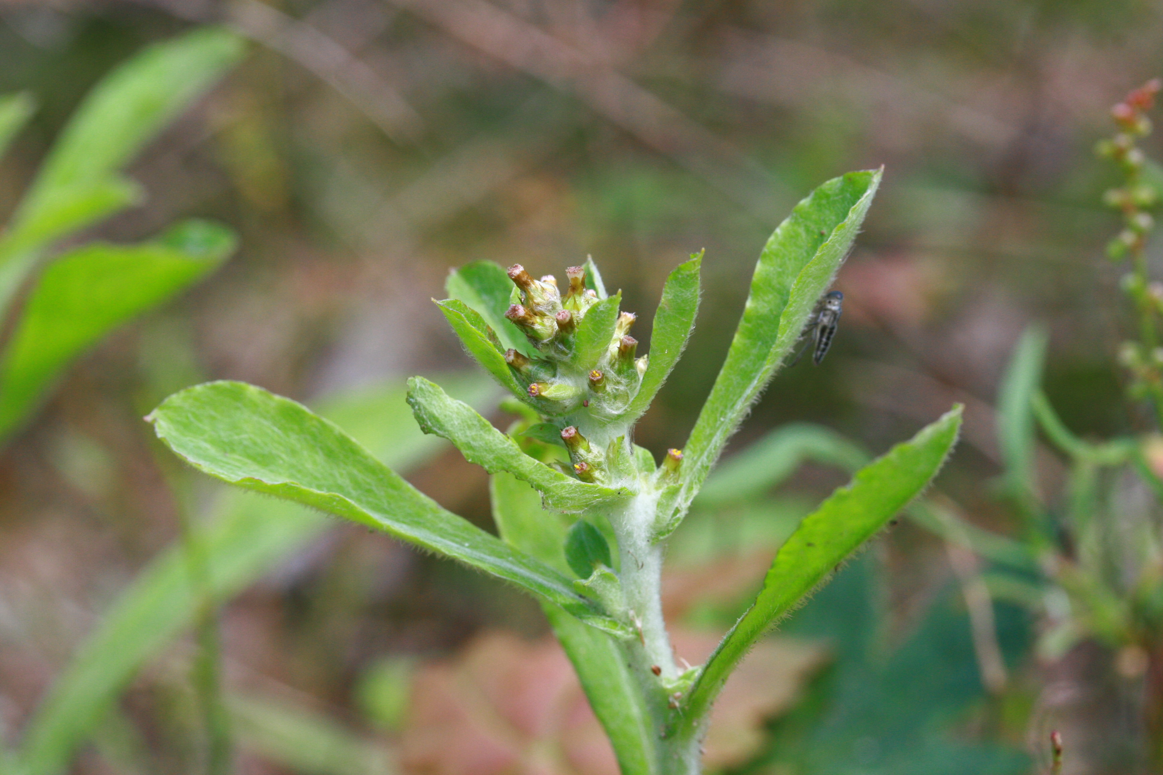 Gamochaeta pensylvanica (door Lieuwe Haanstra)