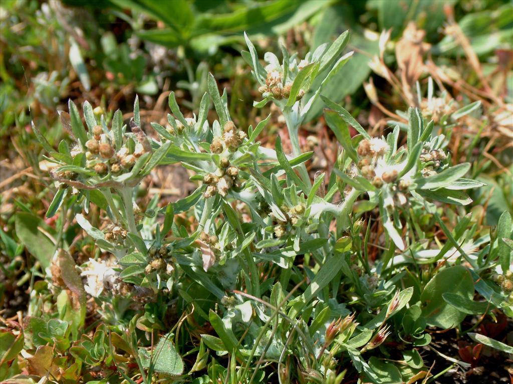 Gnaphalium uliginosum (door Adrie van Heerden)