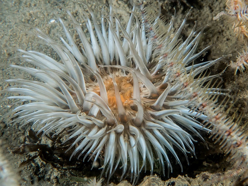 Sagartia troglodytes (door Floris Bennema)