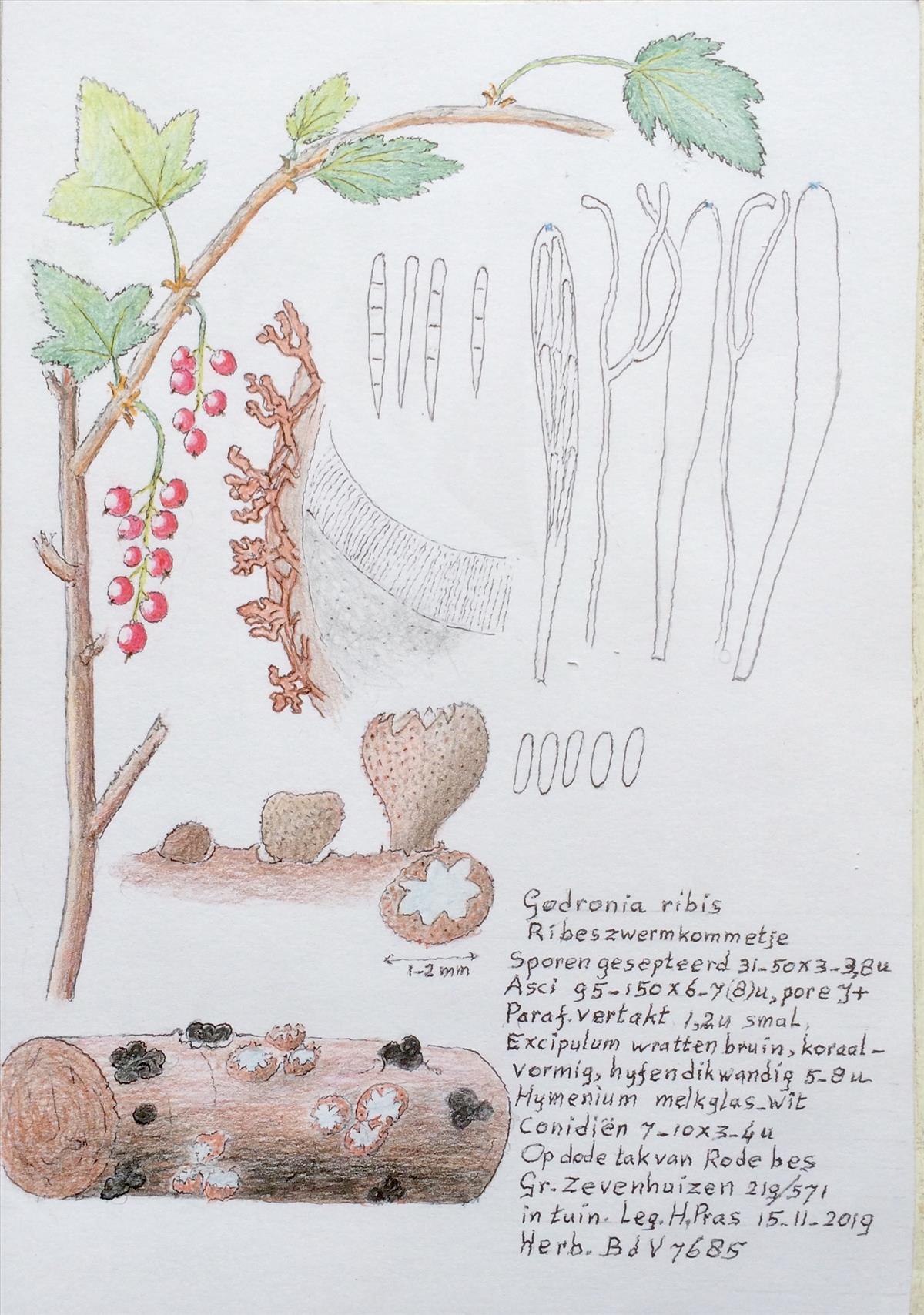 Godronia ribis (door Bernhard de Vries)