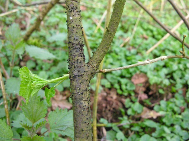 Godronia uberiformis (door Marian Jagers)