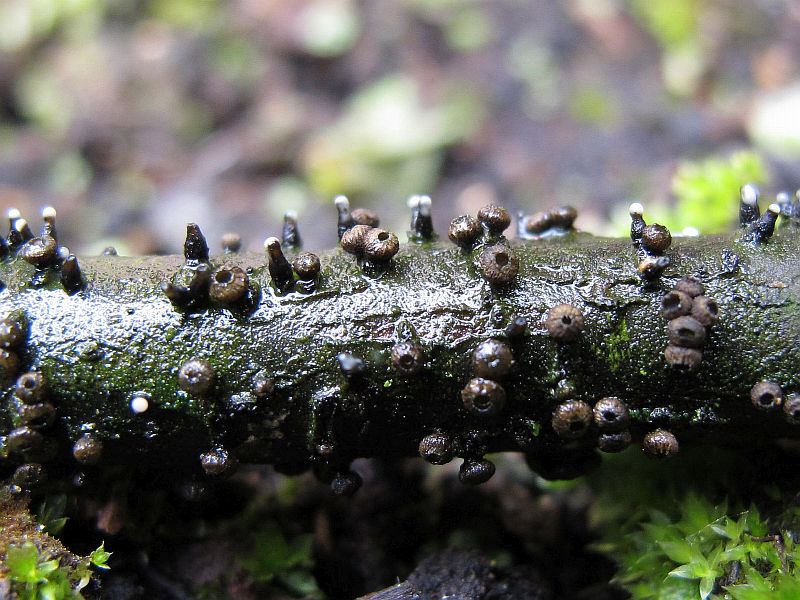 Godronia uberiformis (door Marian Jagers)