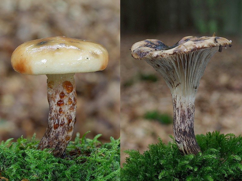 Gomphidius maculatus (door Gio van Bernebeek)