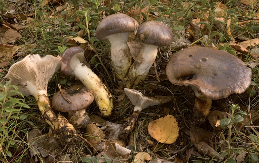 Gomphidius glutinosus (door Nico Dam)