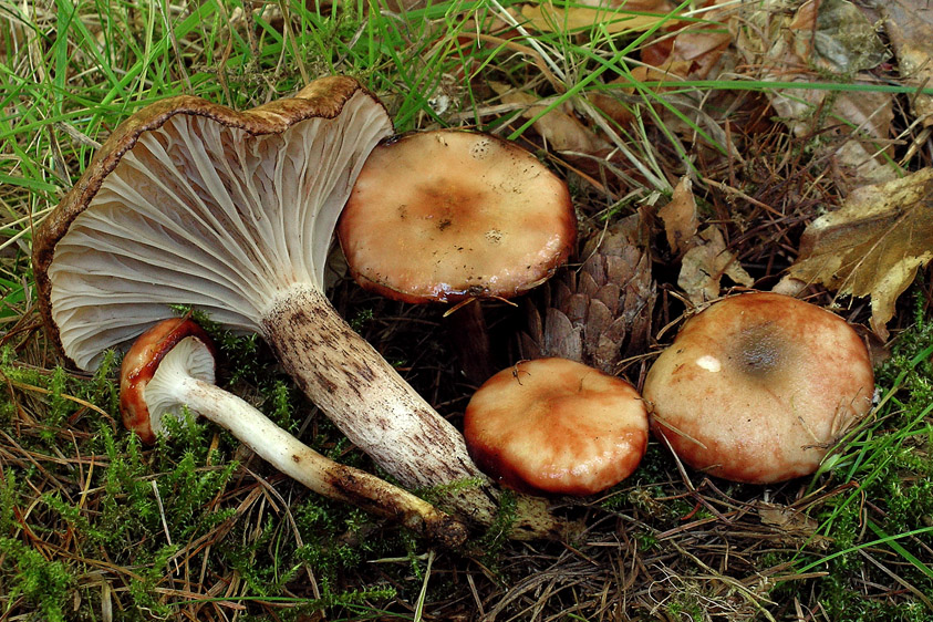 Gomphidius maculatus (door Henk Huijser)