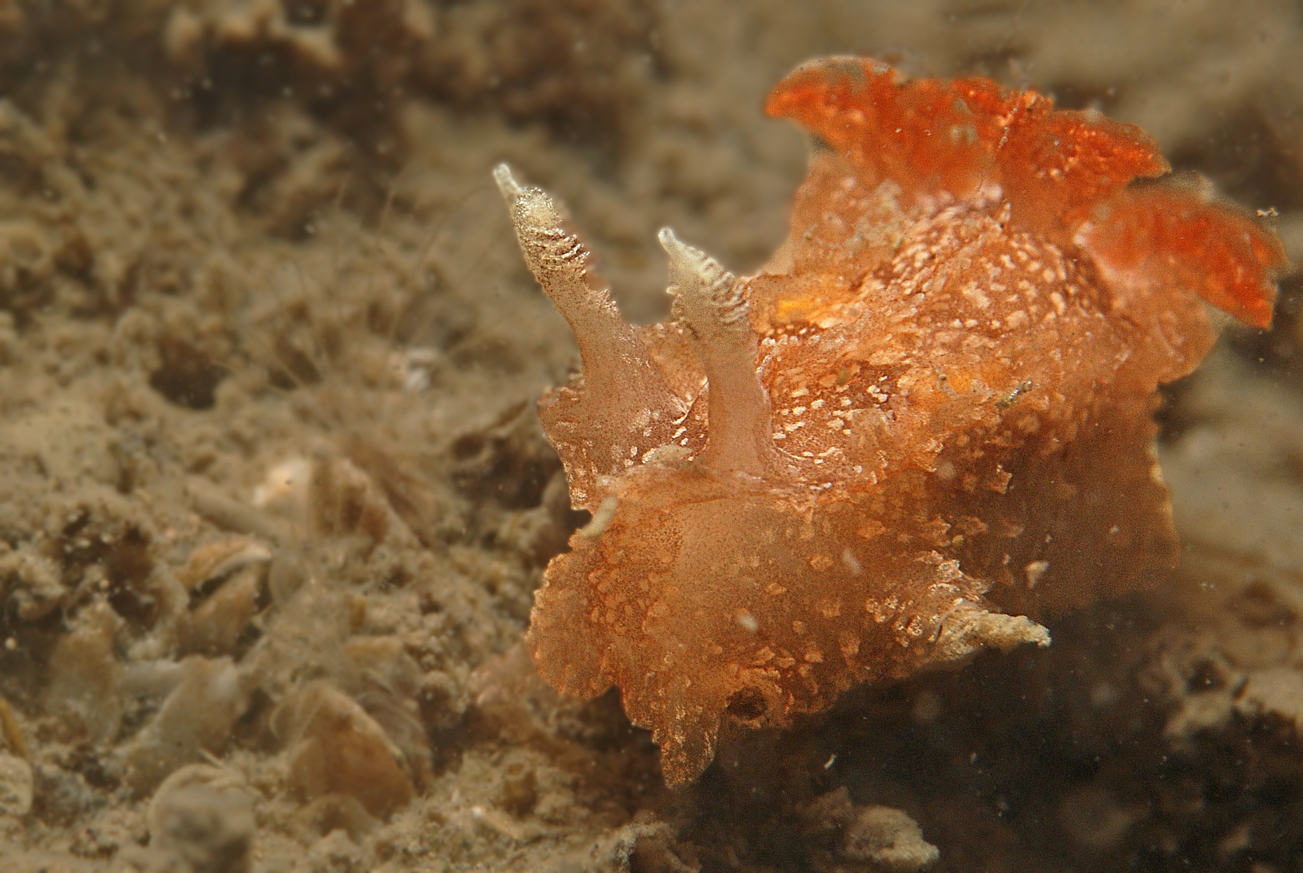 Goniodoris castanea (door Floor Driessen)