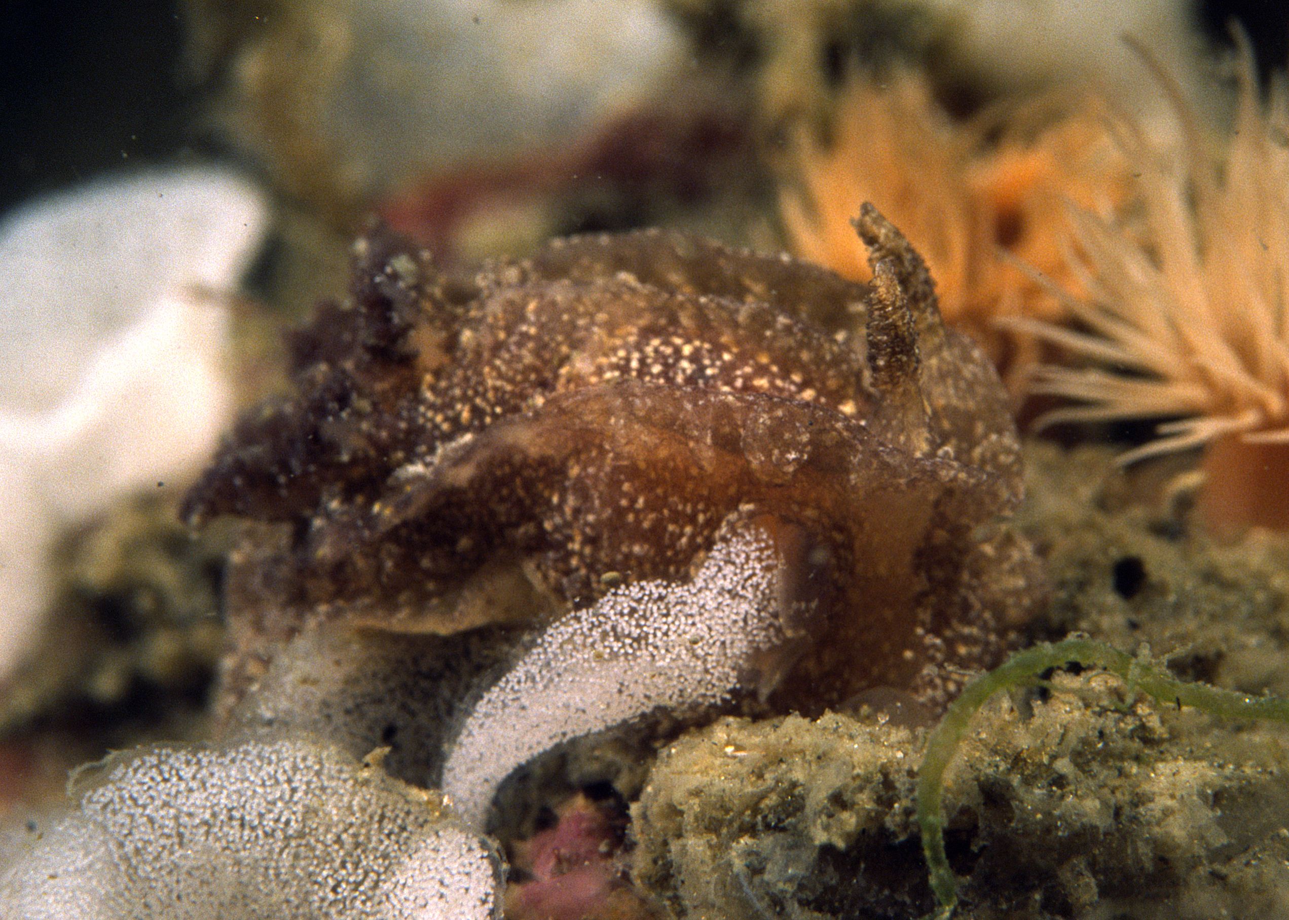 Goniodoris castanea (door Marion Haarsma)