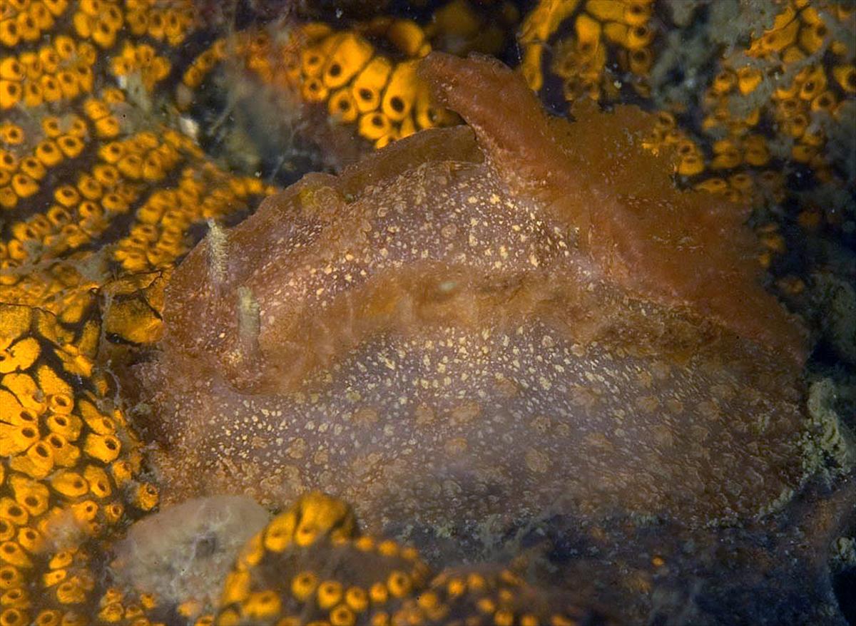 Goniodoris castanea (door Marion Haarsma)