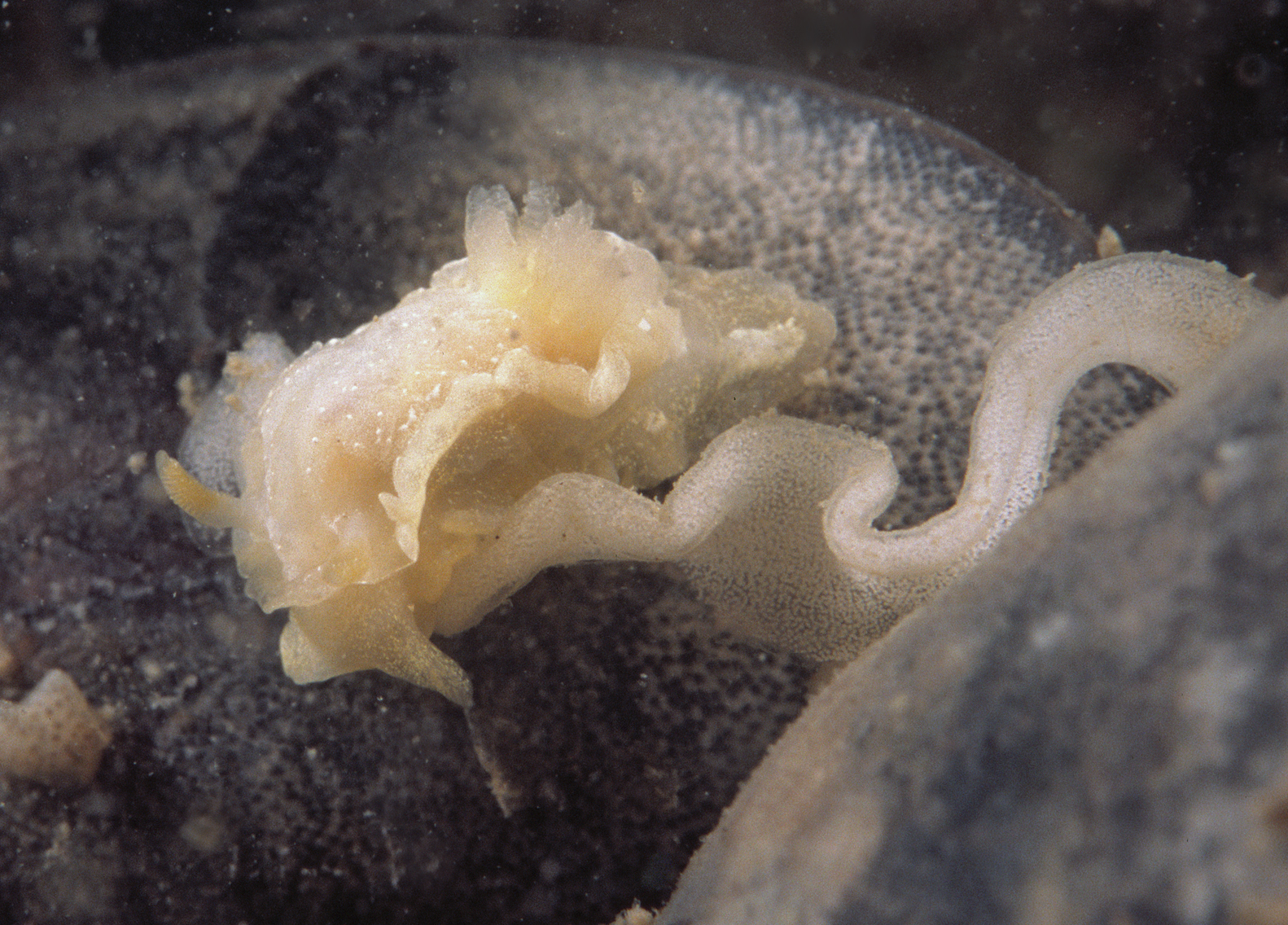 Goniodoris nodosa (door Marion Haarsma)