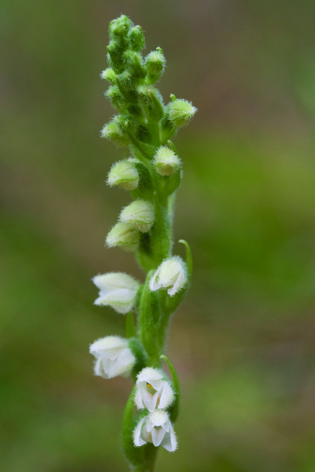 Goodyera repens (door C.A.J. Kreutz)