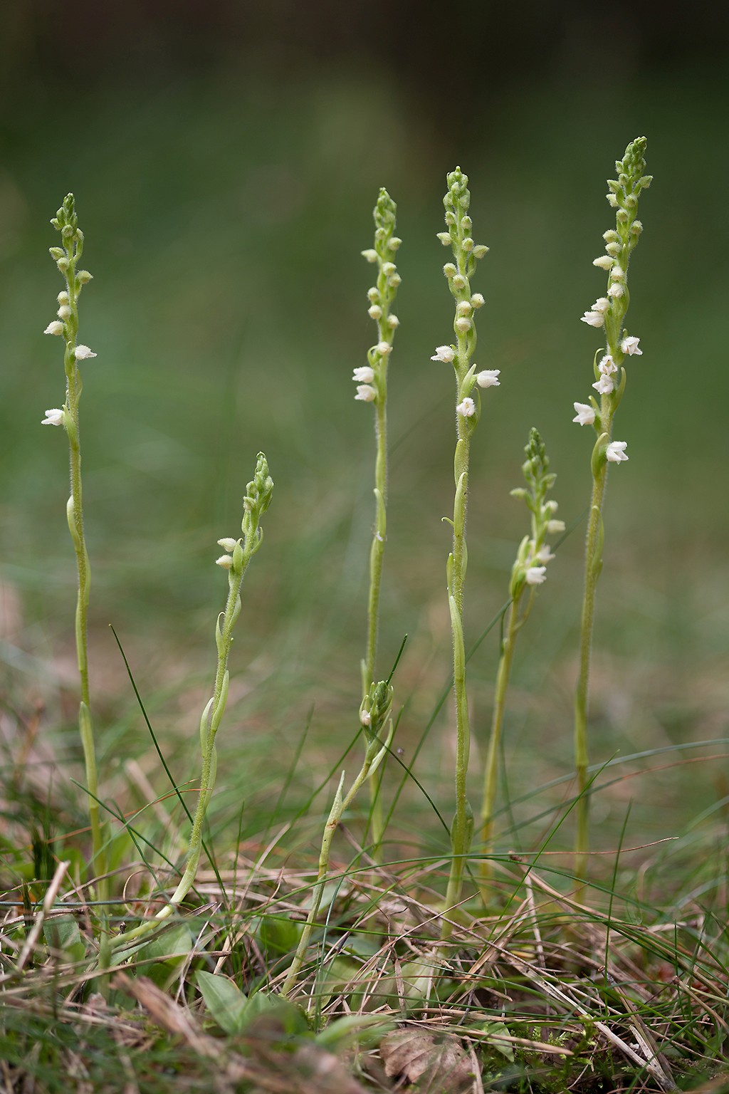 Goodyera repens (door Bert Blok)