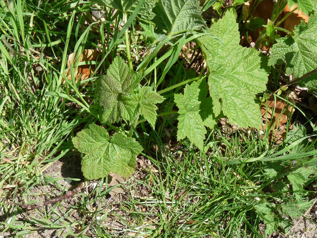 Rubus odoratus (door Willemien Troelstra)