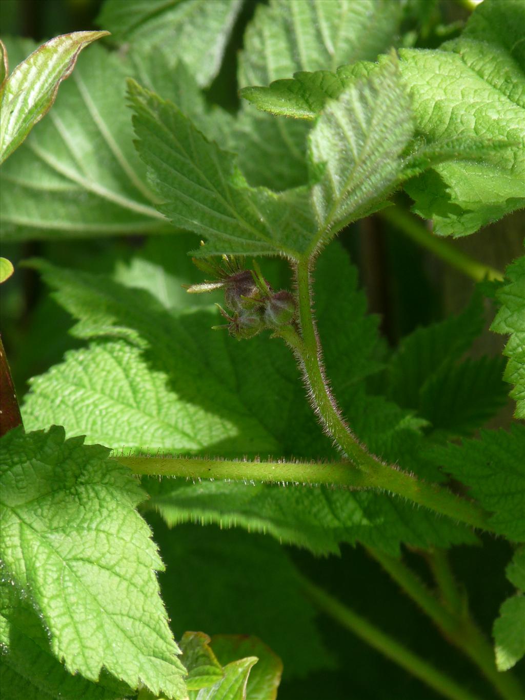 Rubus odoratus (door Willemien Troelstra)