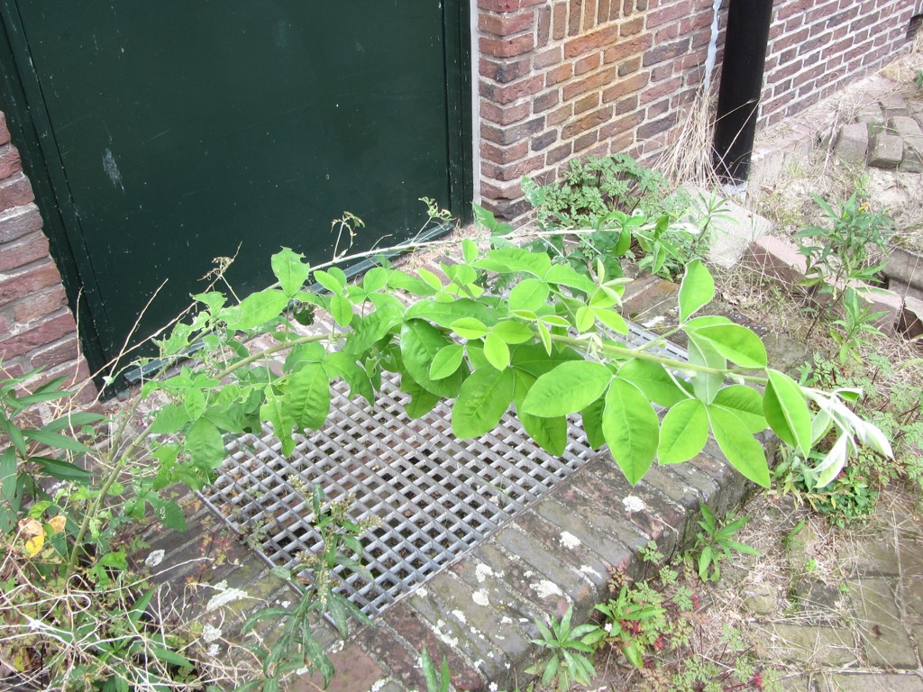 Laburnum anagyroides (door Clemens Appelman)